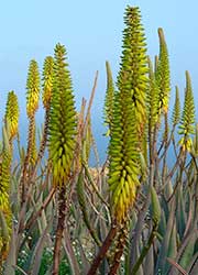 Las plantas de Aloe Penca Zábila