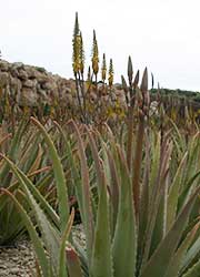 Nuestro Aloe no proviene de invernaderos, ni de terrenos arenosos.