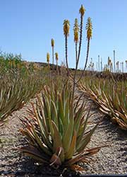 Un microclima único que han permitido crecer al mejor Aloe del mundo